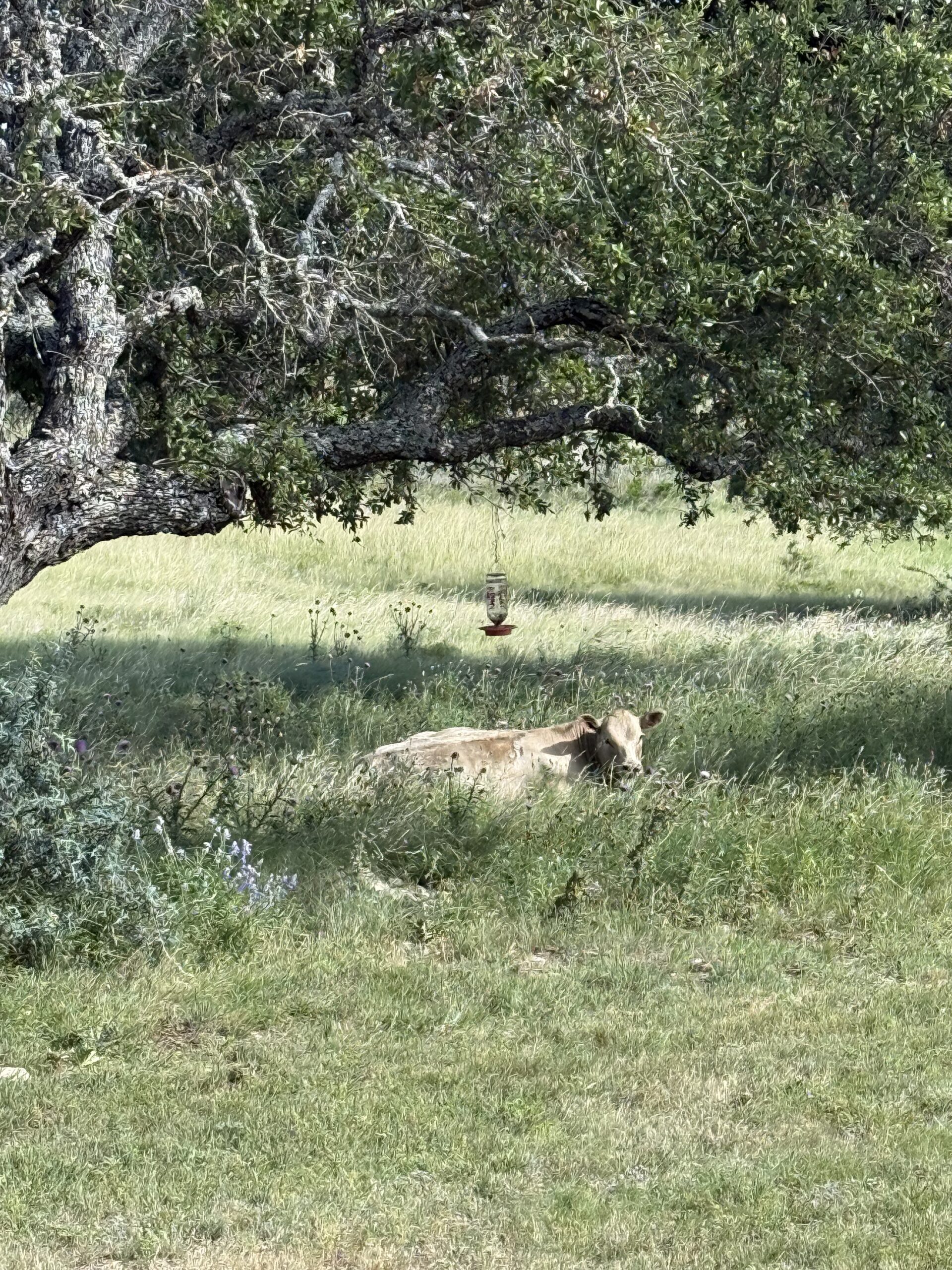 In Praise of Lazy Days — And Why We All Need Them